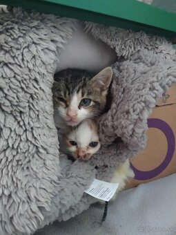 Darujem dve mačiatka - 5