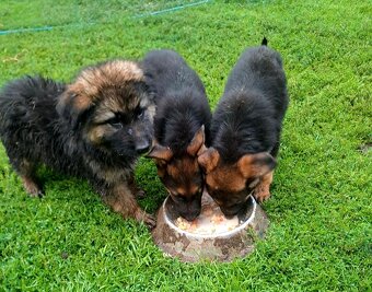 Nemecký ovčiak - 5