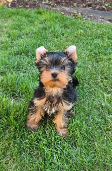 Šteniatko Yorkshire Terrier s PP-REZERVOVANÝ - 5