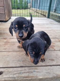 jazvecik trpaslici kratkosrsty - 5