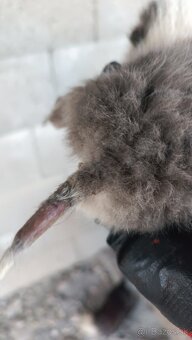 Líška (Vulpes vulpes) - 5