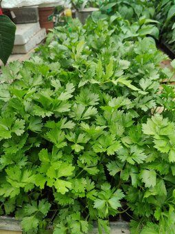 Planty na predaj - 5
