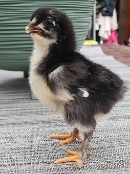 Marans medenokrké - 5