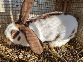 NOS ,FRANCUZSKY BARAN - 5