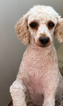 PONUKNITE PUDEL ŠTENIATKO APRICOT - 5