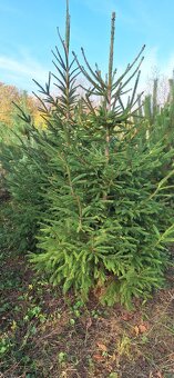 Živé smreky🎄 ako Vianočný stromček🎄 - 5