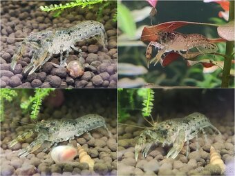 Cambarellus Diminutus - Mini ráčiky - 5