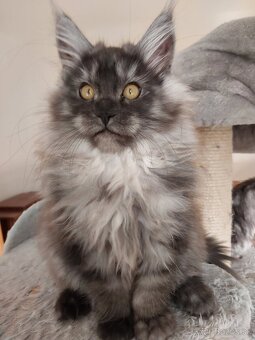 MAINE COON - Mainská mývalia s PP - 5