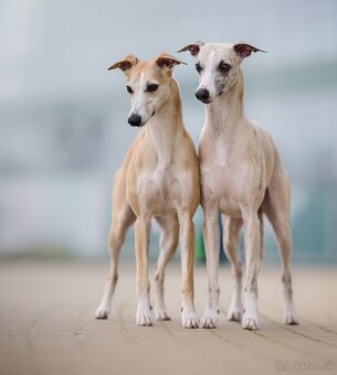 Whippet s PP FCI - 5