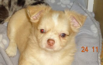 čivava dlhosrsta - 5