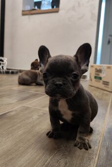 Francuzsky buldocek - 5