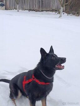 Nemecký ovčiak - 5