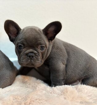 Francúzsky buldoček, buldog - 5