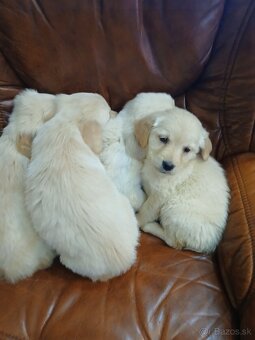 Predám šteniatka Zlatý retriver - 5