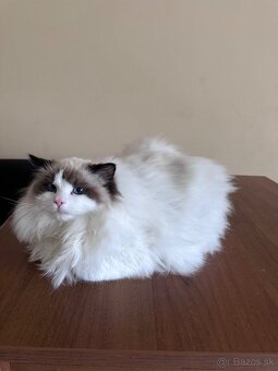 Ragdoll mačiatka s rodokmeňom, s PP FIFE - 5