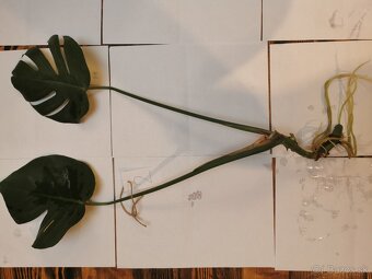 Monstera deliciosa - 5