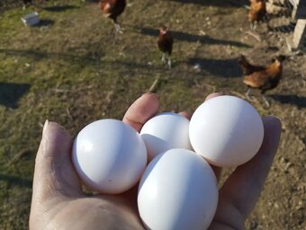 Kuriatka hodvabnicky, Marans, Faverolka, Chocholac - 5