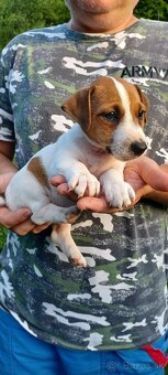 Jack russel terier šteniatka - 5