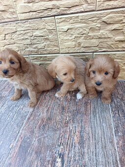 Maltipoo,maltipo - 5
