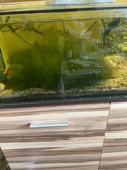 Akvarijný mach - 5