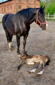 Kobyla sliezsky teplokrvník ( šlonzák ) - 5