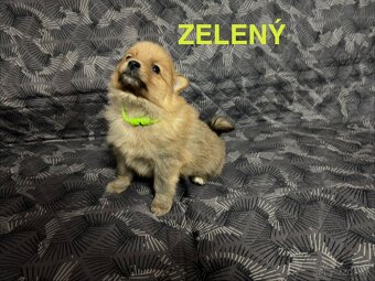 Roztomilé šteniatka nemeckého špica na predaj - 5