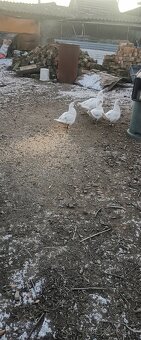 Kačice - Čínska Pekingská kačica - 5