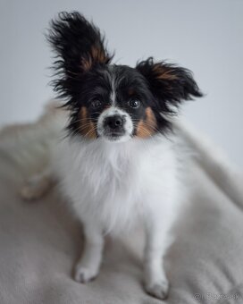 Papillon s preukazom o pôvode - 5