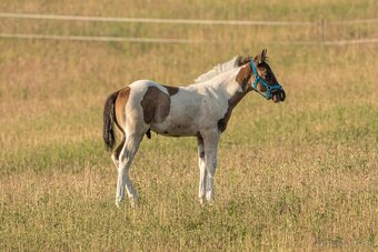 Smoky black tobiano zrebcek na rezervaciu - 5