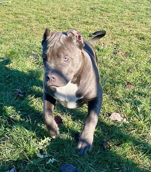 American Bully XL - 5