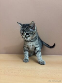 Darujem krásnu mačičku - 5