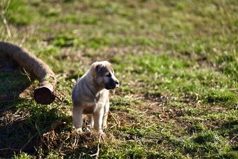 Stredoázijský ovčiak SAO s PP - 5
