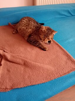 Darujem kocúrov - 5