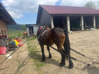 Predám obra alebo ho môžem vymeniť za kravu, teľa alebo býka - 5