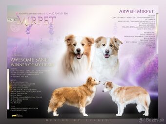 Border kólia, Borderka - 5