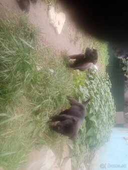 Cane corso - 5