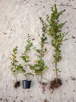 Predám Hraby, na živý plot alebo samostatnú výsadbu - 5