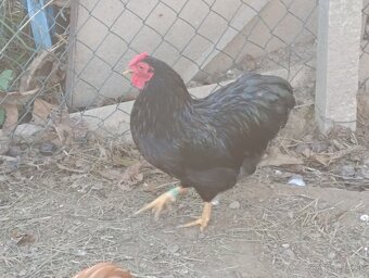 Zdrobnelá wyandotka - 5