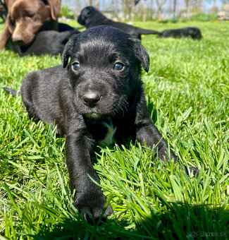 Labrador steniatka - 5