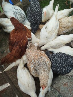 Leghorn - 5