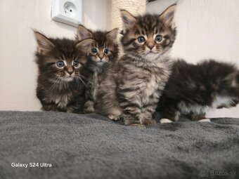 Maine Coon - 5