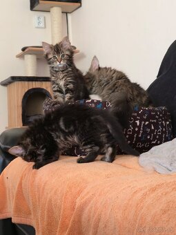 Maine Coon - 5