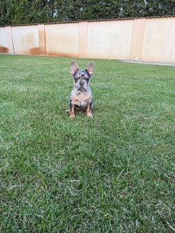 Francuzsky buldoček isabella a blue tan merle fenky - 5