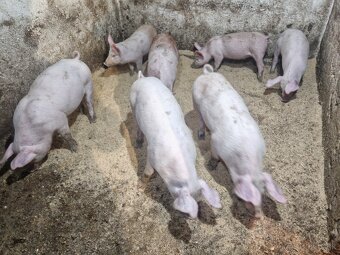 Predám odstavčatá - 5