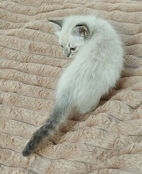 Ragdoll bez PP - 5