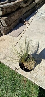 Ponukam kavil-stipa - 5