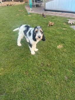 Velký hrubosrstý vendéeský baset - 5