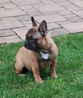 Francouzsky buldoček s PP - sučky - 5