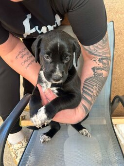 🐶 Šteniatka – krížence, len do dobrých rúk - 5