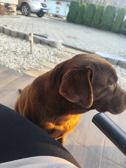Labrador na krytie - 5